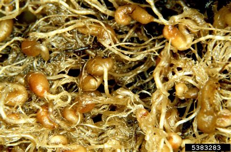 Grass Root Gall Nematode Subanguina Radicicola On Annual Bluegrass