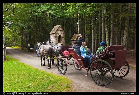 Picturephoto Horse Carriage Acadia National Park