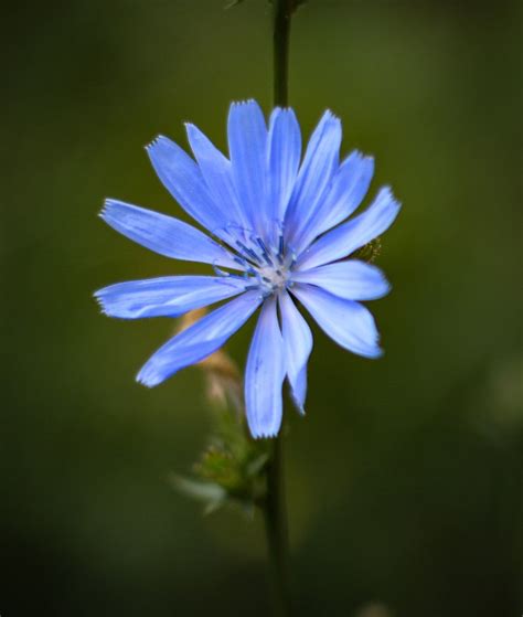 Blue Wild Flowers Wild Flowers Flowers Photography Flowers