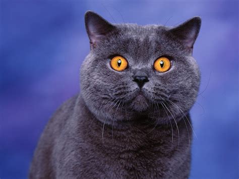 There are two basic ways to identify british shorthair cats. British Shorthair - Information, Health, Pictures ...