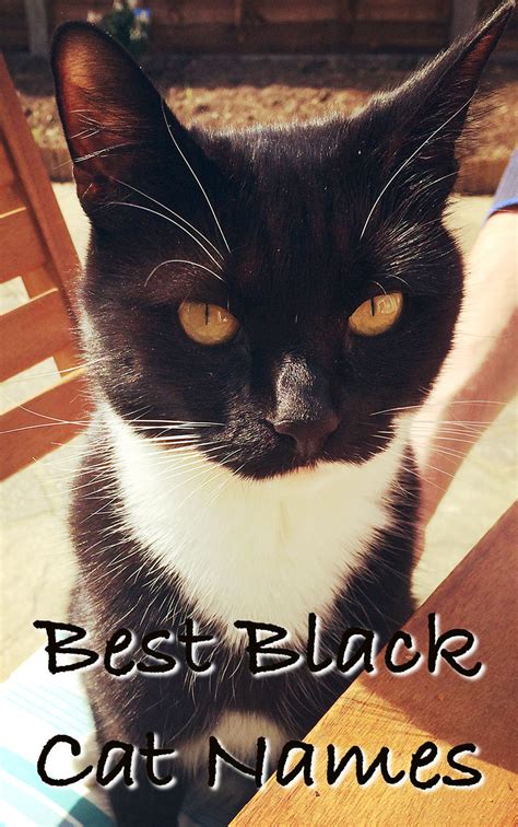 Find an inspiration for your cat's name in one of the famous characters. Black Cat Names - 250 Of The Best Names For Your New Kitten!