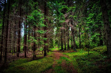 Nature Landscape Trees Forest Wood Branch Leaves Path Grass Hdr