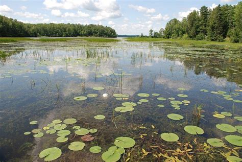 Researchers Make Sure Wetlands Get Their Health Checkups