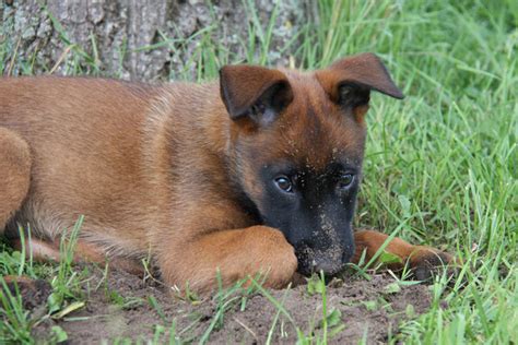 Sein erwachsenengewicht, die entwicklung seines gewichts während seines wachstums. owalo design: Malinois Hunde Welpen