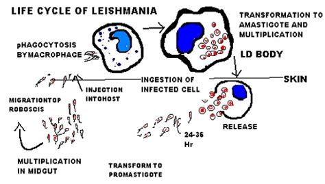 Morphology Homework Help Assignment Help Leishmania