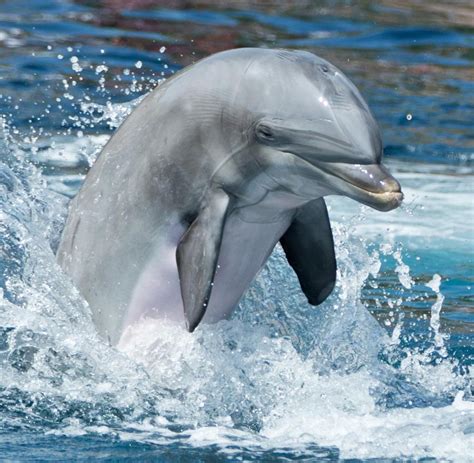 Wahrnehmung Delfine Sehen Die Welt Gar Nicht So Anders Welt