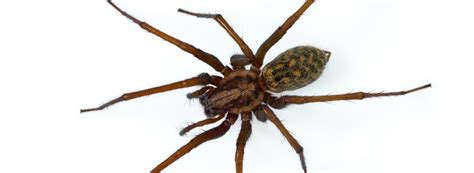 Congratulations to advantage employee brandon tucker on continuing his education with the completion of introduction to urban and industrial ipm through purdue university, center for urban and industrial pest management. Hobo Spider: Bites and Web | Rentokil Steritech