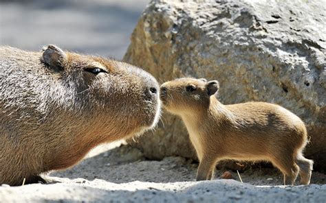 Capybara Wallpapers Wallpaper Cave