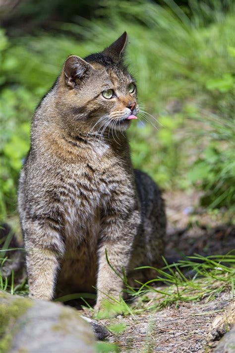 Sitting Wild Cat Another One Of A Wild Cat Sitting Tambako The