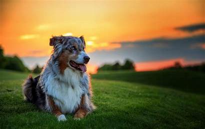 Dog Wallpapers Backgrounds Screensavers Puppy Background Windows