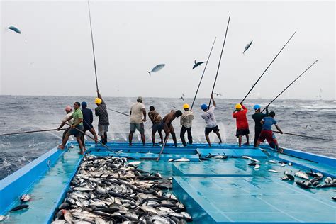 Sustainable Tuna Fishing Is Bad For Climate Heres Why New Scientist
