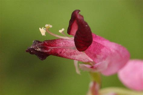 Martin S Ramping Fumitory Fumaria Reuteri Gareth Flickr