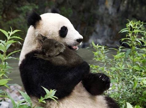 Banco De Fotos Gratis Tierna Foto De Panda Y Koala Abrazandose