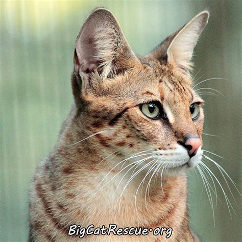 Coastal pet rescue adoption agency serving homeless, abused and neglected dogs, puppies, cats and kittens in the creative coast coastal empire savannah georgia and lowcountry south carolina. Diablo the Savannah Cat at Big Cat Rescue