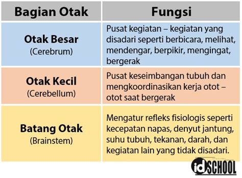 Maybe you would like to learn more about one of these? 3 Bagian Utama Otak Manusia | idschool