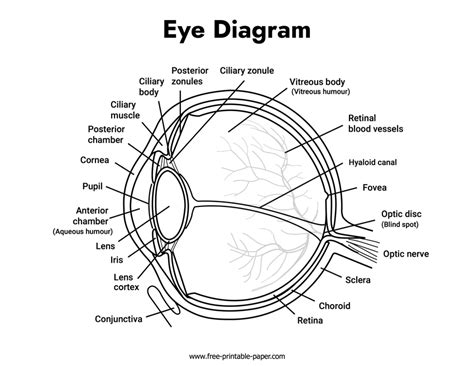 Eye Diagram Labeled Free Printable Paper