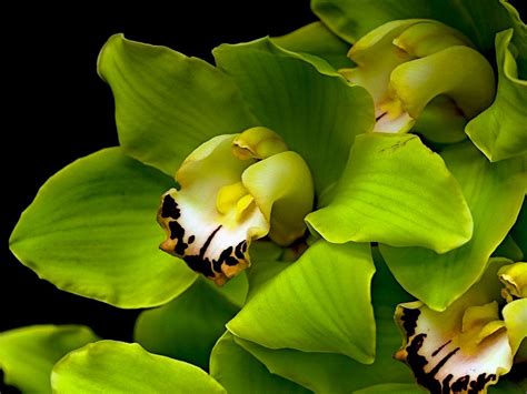 Cymbidium Green Orchid Green Orchid Orchids Container Gardening Flowers
