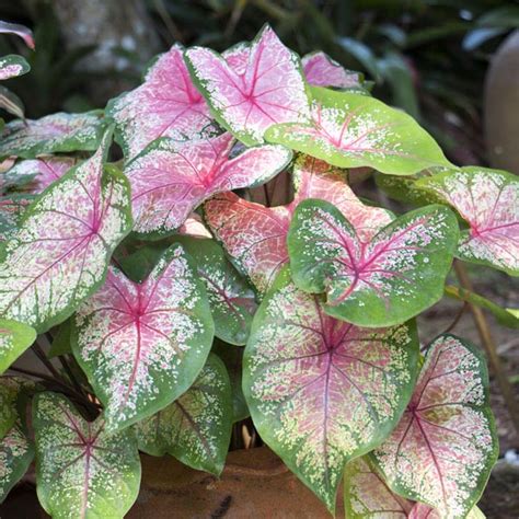 How To Take Care Of Caladium Plant Our Care Guide For Healthy