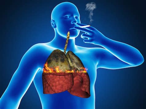 How Smoking Effects Each Part Of Your Body The Human Trainer