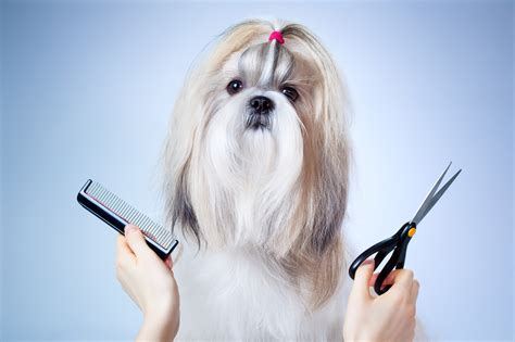 How To Start A Dog Grooming Business On Your Own Usa Today Classifieds