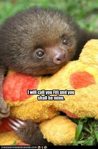 Baby Sloth Meme A Babies Face Stuff Pet Sloth Meme Baby
