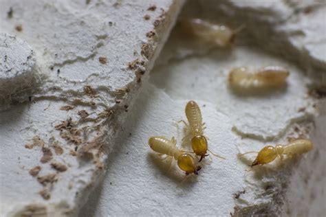 Maybe you would like to learn more about one of these? How to treat termites on that are coming up through the ...