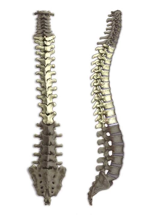 Cervical vertebrae, thoracic vertebrae, lumbar vertebrae, sacrum vertebrae and coccyx the vertebral column is formed of four different types of vertebrae: Thoracic Mobility - Twist Your Way to Better Posture ...