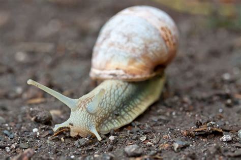 Sobald die fliegen diesen geruch bei ihnen zu hause wahrnehmen, suchen sie das weite! Mit ihrem Haus nur geht sie aus! Foto & Bild | tiere ...