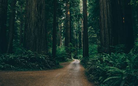 Download Wallpaper 3840x2400 Forest Road Trees Branches Green 4k