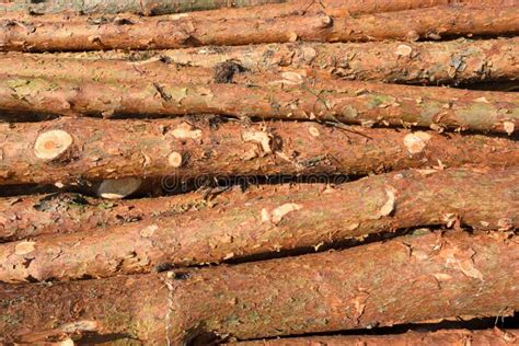 Freshly Cut Pine Tree Logs Stock Image Image Of Natural 128902403