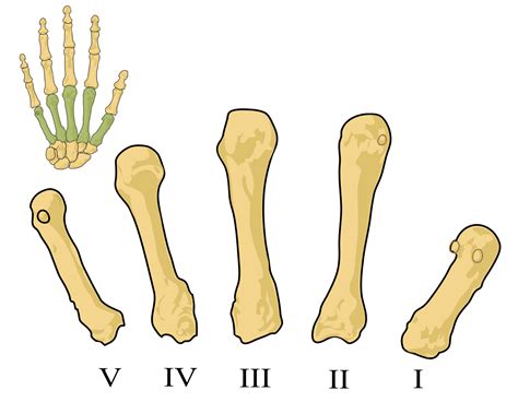 Huesos Del Metacarpo Anatomía Y Función
