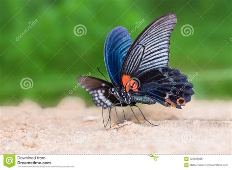 Papered and laminated options still available. Great Mormon Papilio Memnon Butterfly Stock Photo - Image ...