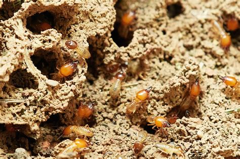 Does my policy cover termite damage? Does My Home Insurance Cover Termite Damage? | The Sena Group