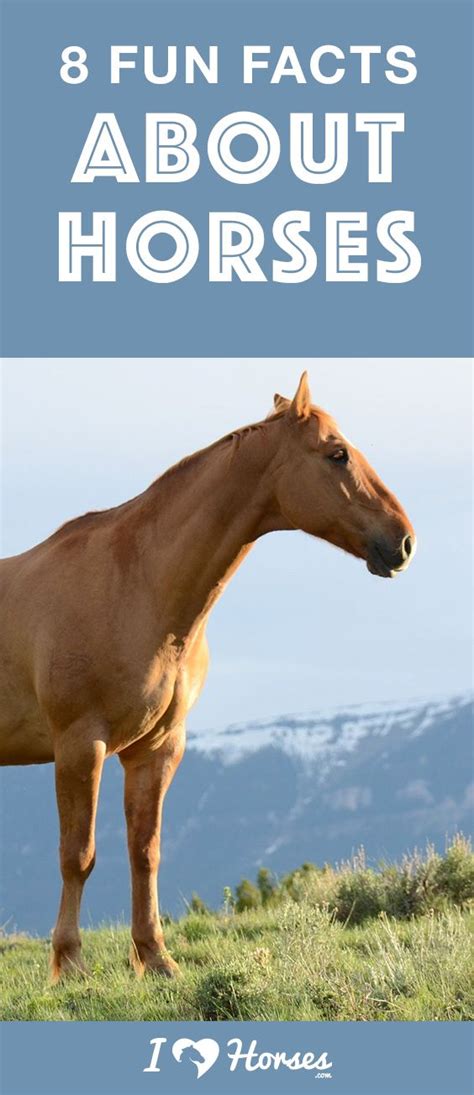 Pin On Horse Facts Horse Infographics