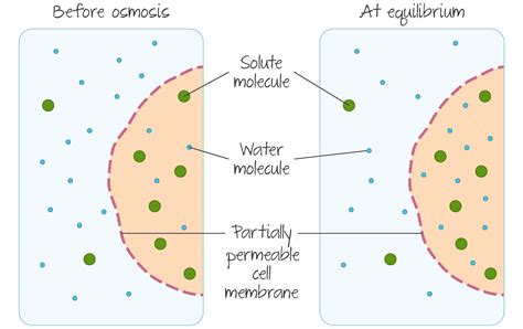 Cell Biology Dp Biology Ib Recap