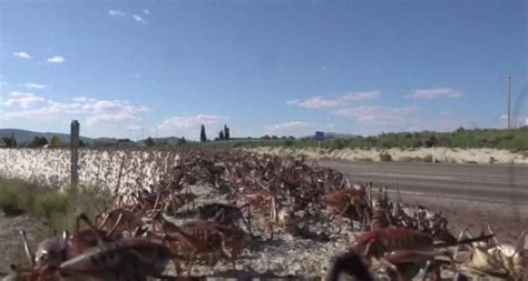 Mormon Crickets Invade Town Of Elko Nevada Residents Fight Back With Brooms Leaf Blowers