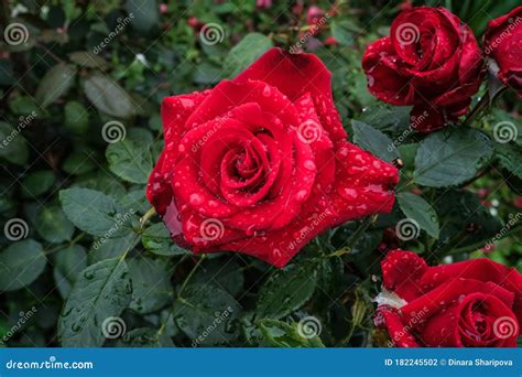 Flower Growing In The Garden A Beautiful Red Rose Stock Photo Image