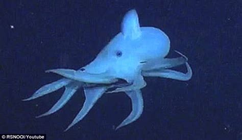 Ghost Of The Abyss Eerie Dance Of The Deep Sea Octopus Captured On