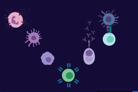 Células Del Sistema Inmune ¿cuáles Son Y Qué Función Cumplen