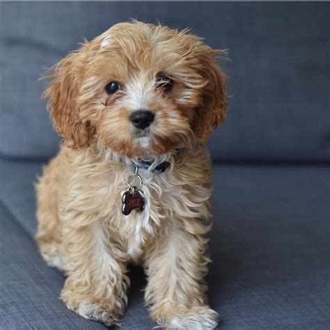 Cavalier King Charles / Toy Poodle mix | Cute animals, Poodle mix, Puppies