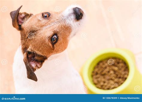 Dog Eating Pet Dry Kibble Food From Bowl Looking Into Camera Stock