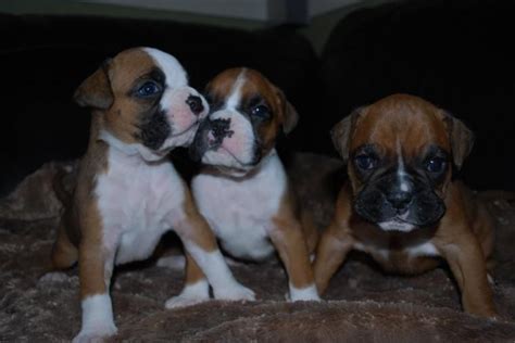 Foi fundada em 1812 e incorporada em 1816. Boxer Puppies For Sale | Columbus, OH #120360 | Petzlover