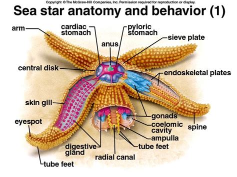 High School Science Anatomy Sea Star