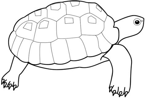 Turtle Coloring For Kids Coloring Pages