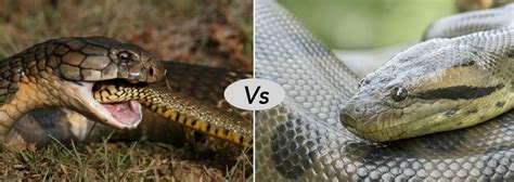 King Cobra Vs Anaconda Fight Comparison Who Will Win