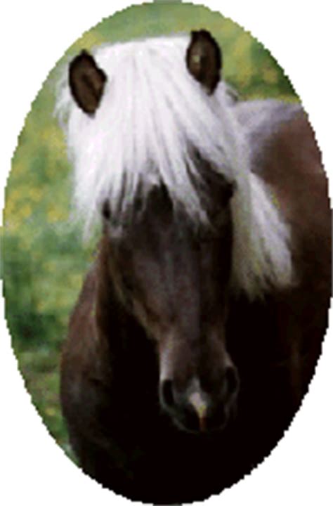 horses horse  pony breeds  icelandic horse horses  ponies   internet