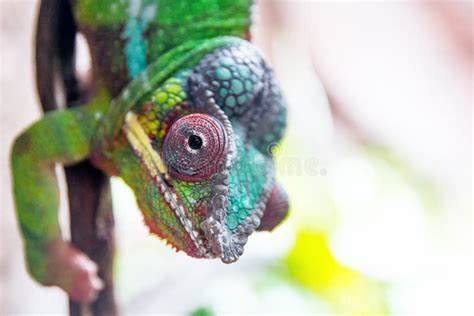 Chameleon Closeup Portrait Stock Image Image Of Flower 164448557