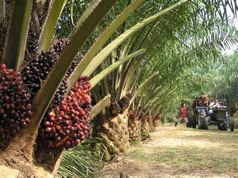 Harvesting Palm Oil Production