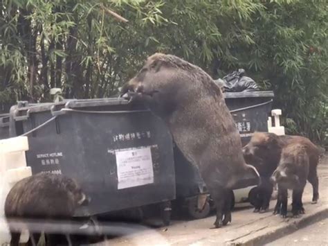 Giant Wild Boar Eats From Rubbish Bin Near School The