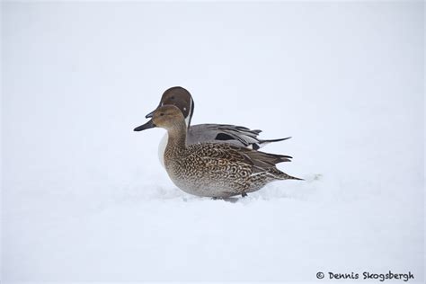 7104 Lake Kutcharo Northern Pintail Ducks Anas Acuta Hokkaido